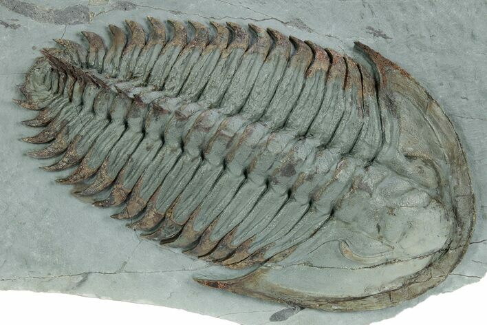 Lower Cambrian Trilobite (Longianda) - Issafen, Morocco #356937